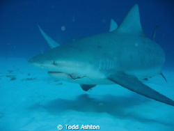 This 3 M bull shark cruised in behind me.  I turned in ti... by Todd Ashton 